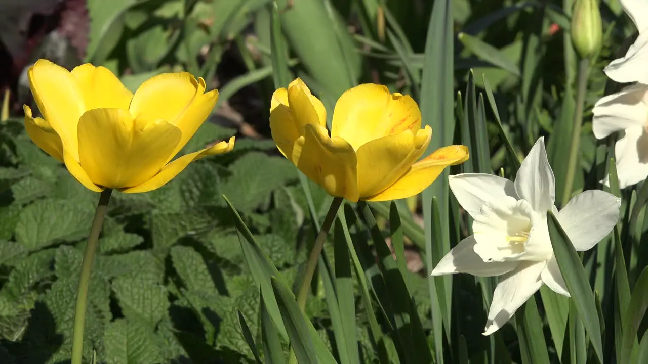 Flowers Zoom To White Daffodil