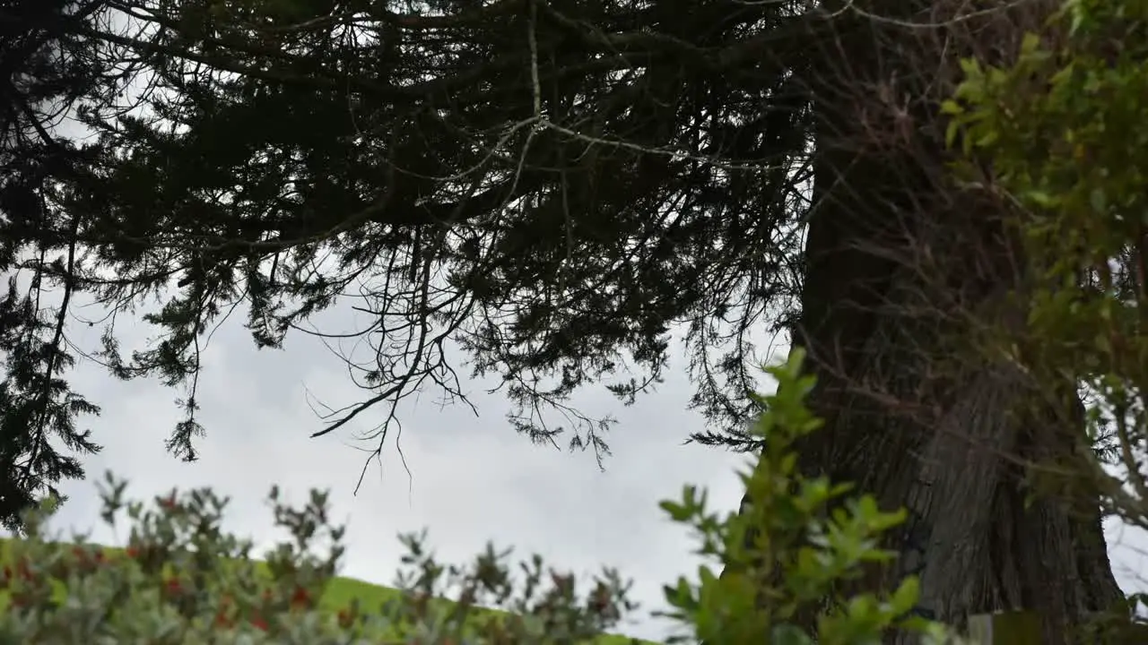 time-lapse of the park with trees and cloud on the hill