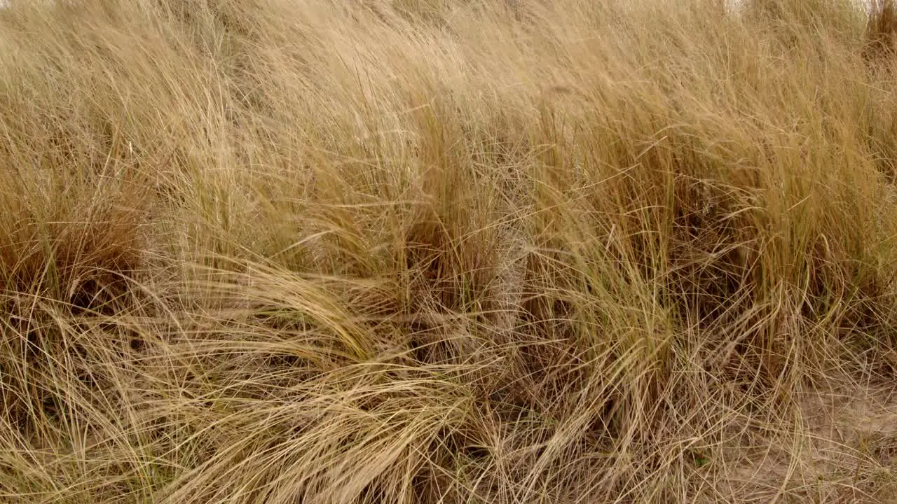 close up shot of marram grass on Ingoldmells Skegness beach