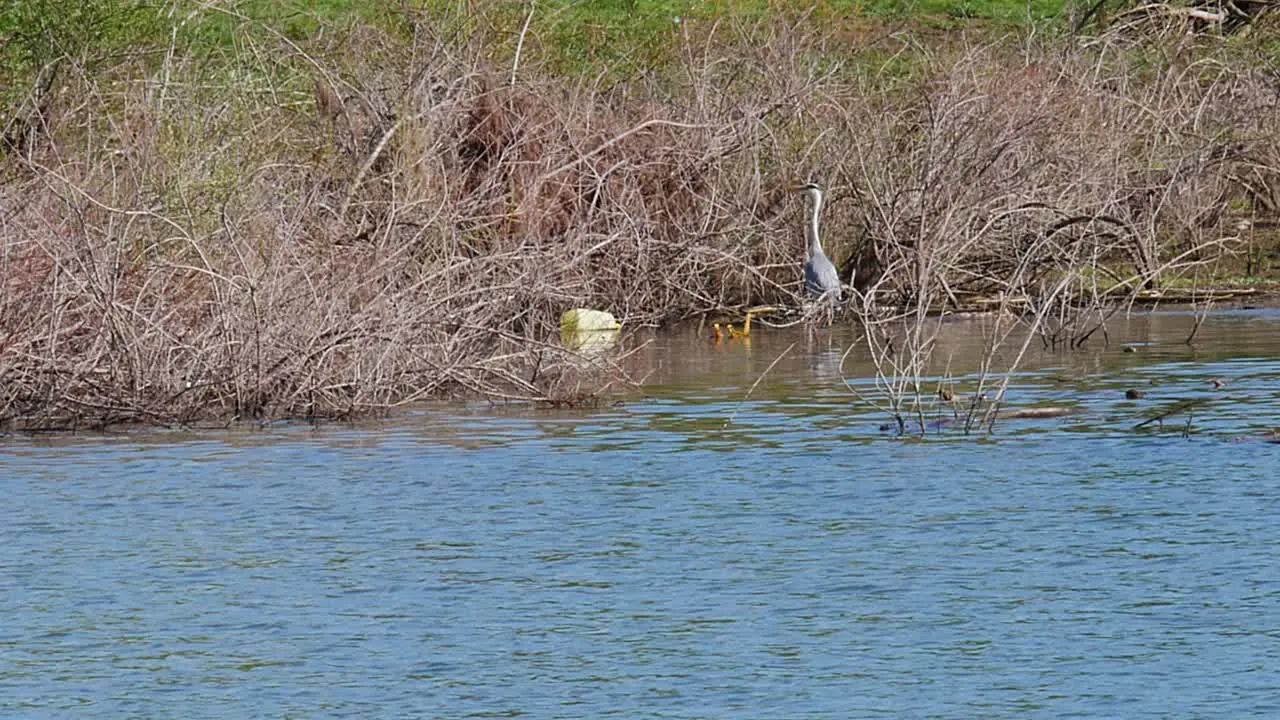 A great gray heron is looking for food in a lake