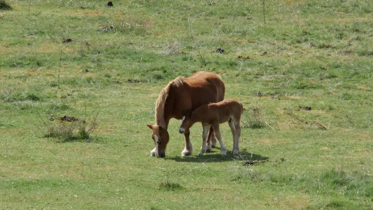 A mare with its foal on a green field in the north of Spain