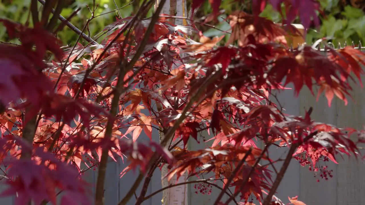 looking though Acer palmatum Atropurpureum with the sun on the leaf’s