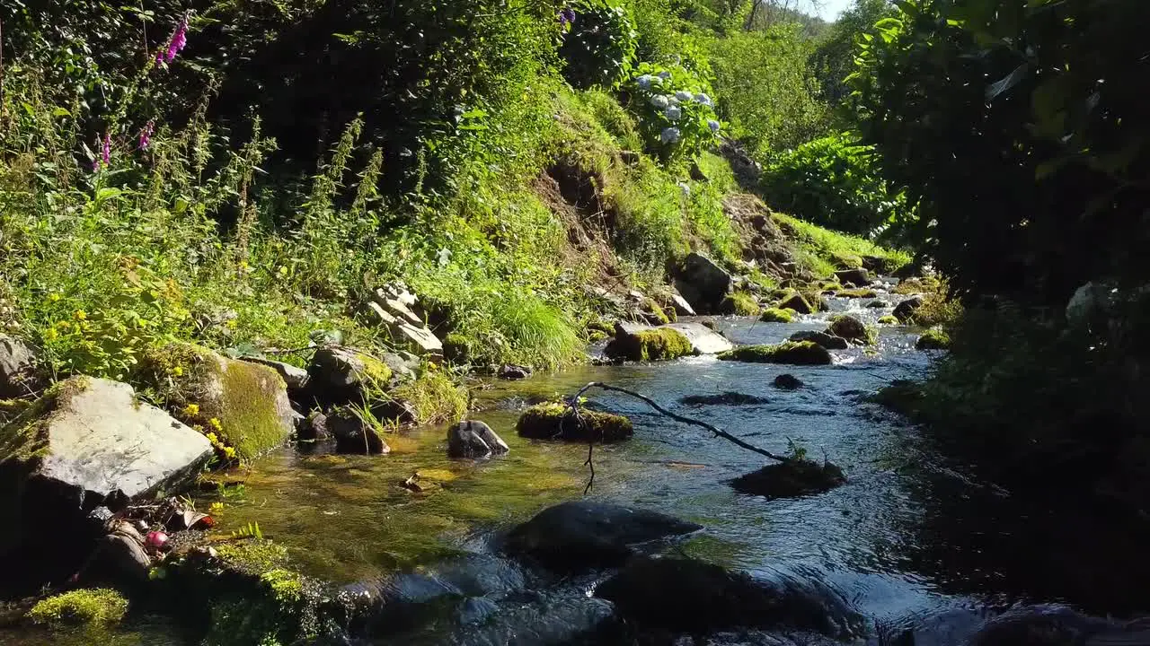 Slow motion shot of a small stream of water surrounded by green vegetation