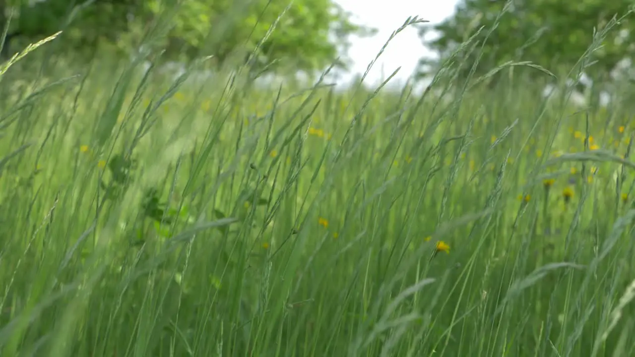 Green Summer Meadow in Slow Motion