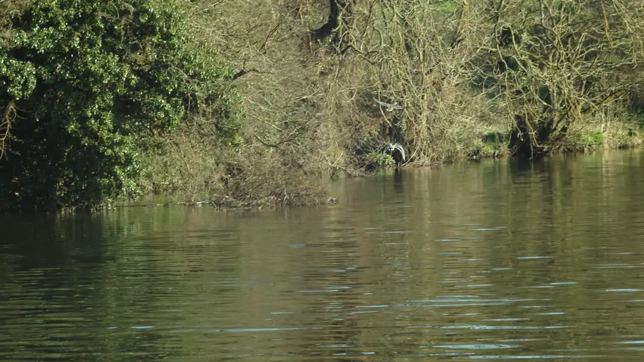 Two ducks flying away from camera along a river