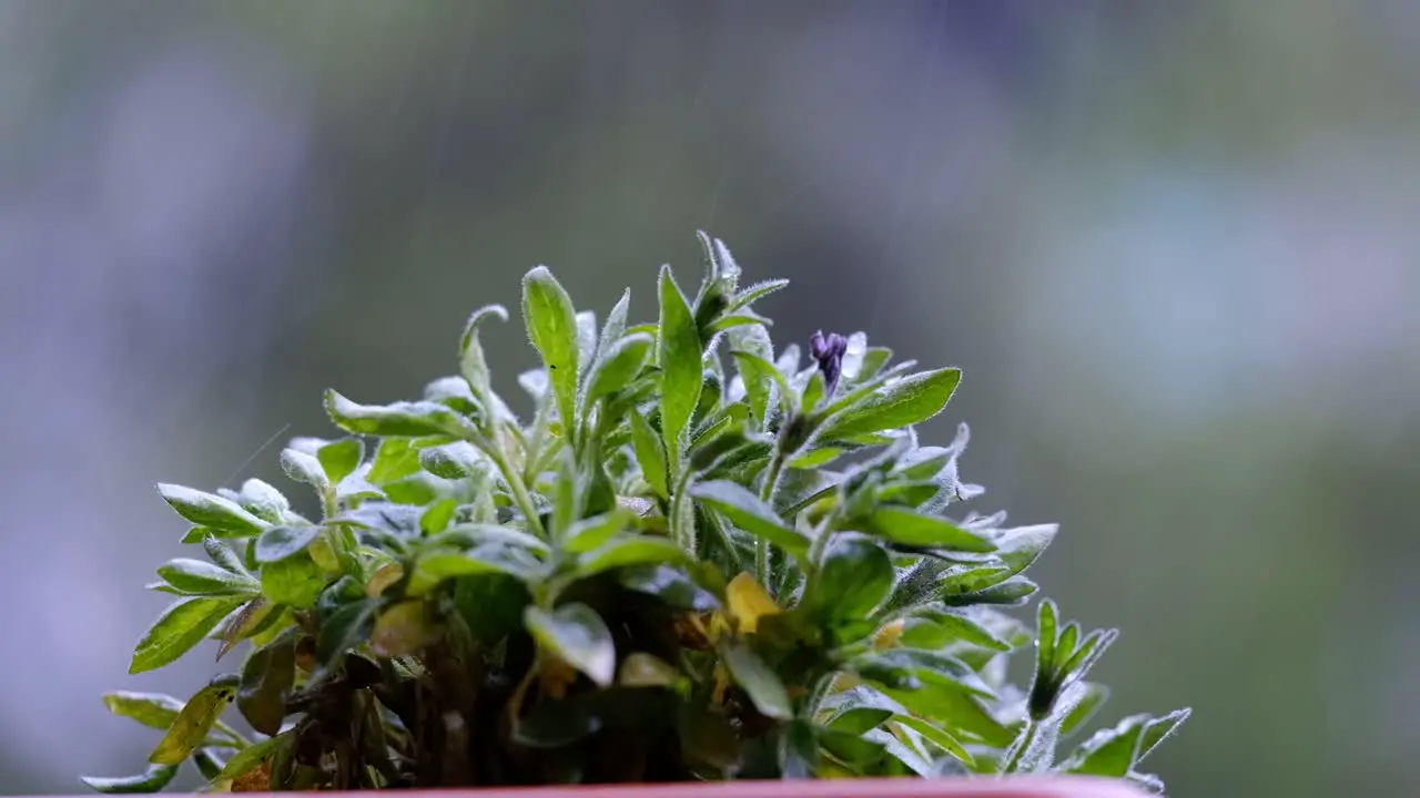 plant details in slow motion during rain with bokeh