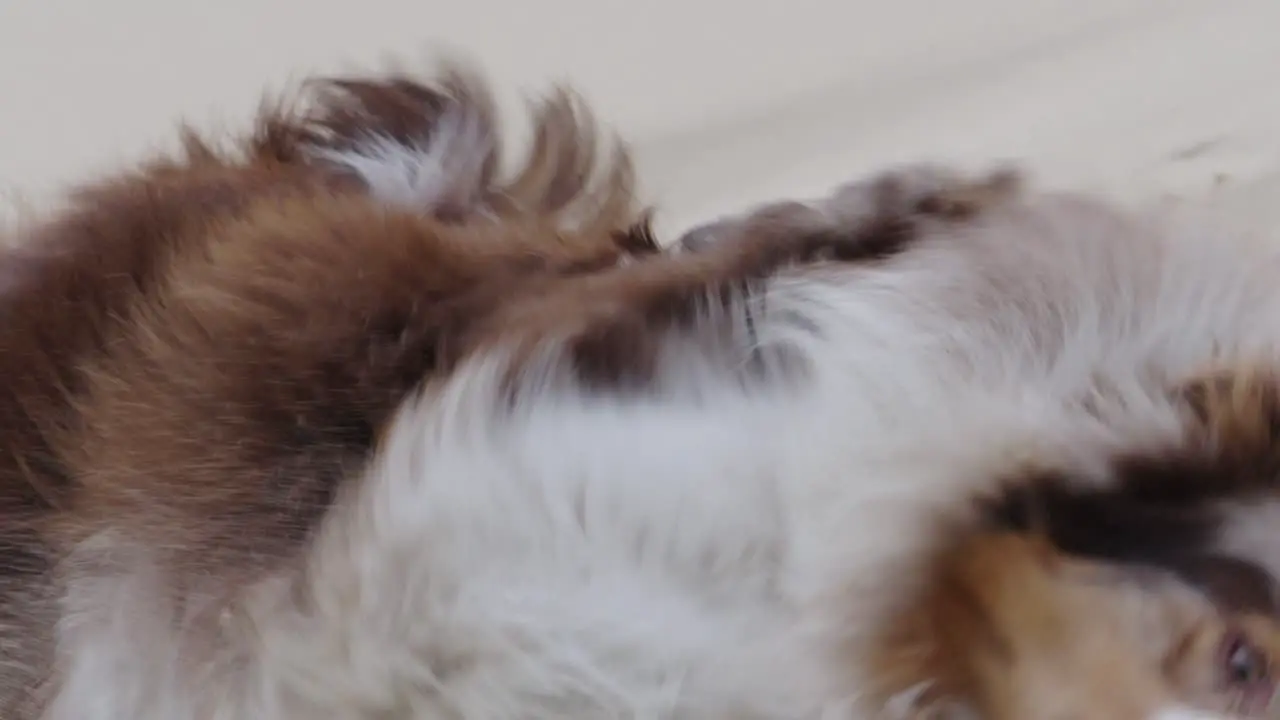 Slow motion shot of an Australian Shepherd rolling in the sand