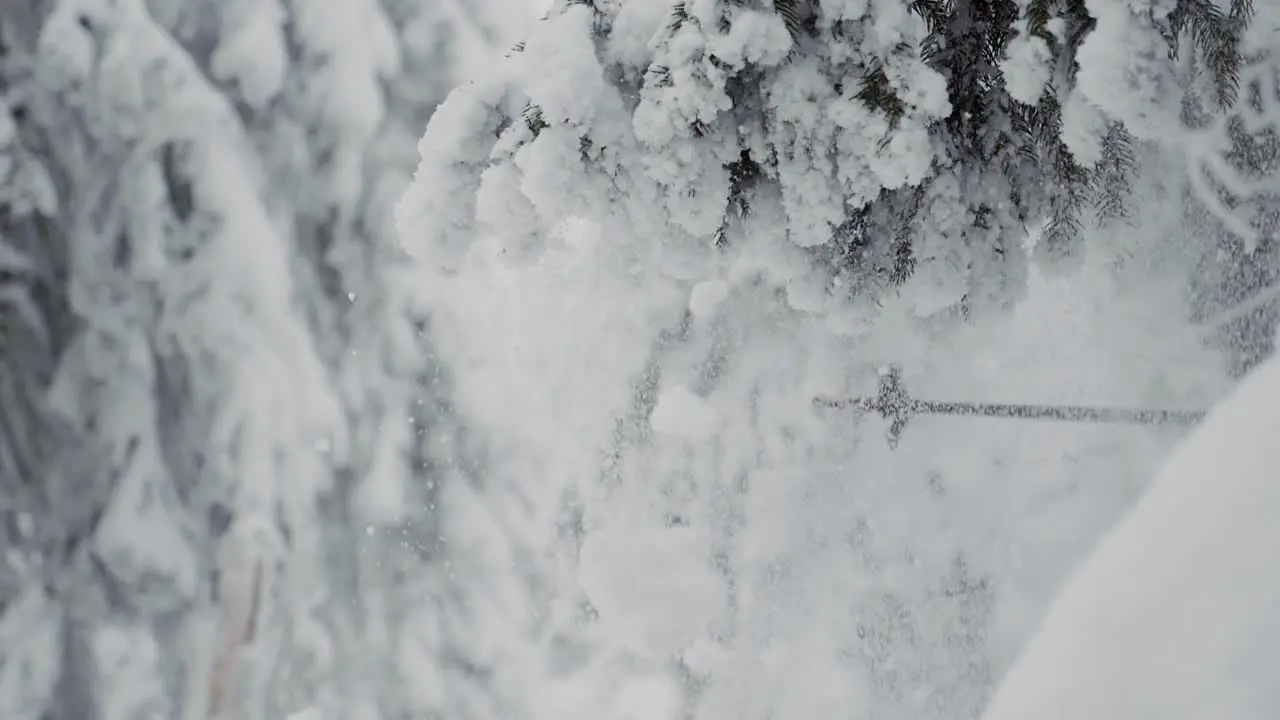 Snow falling from frozen branch of fir tree in winter landcape close up