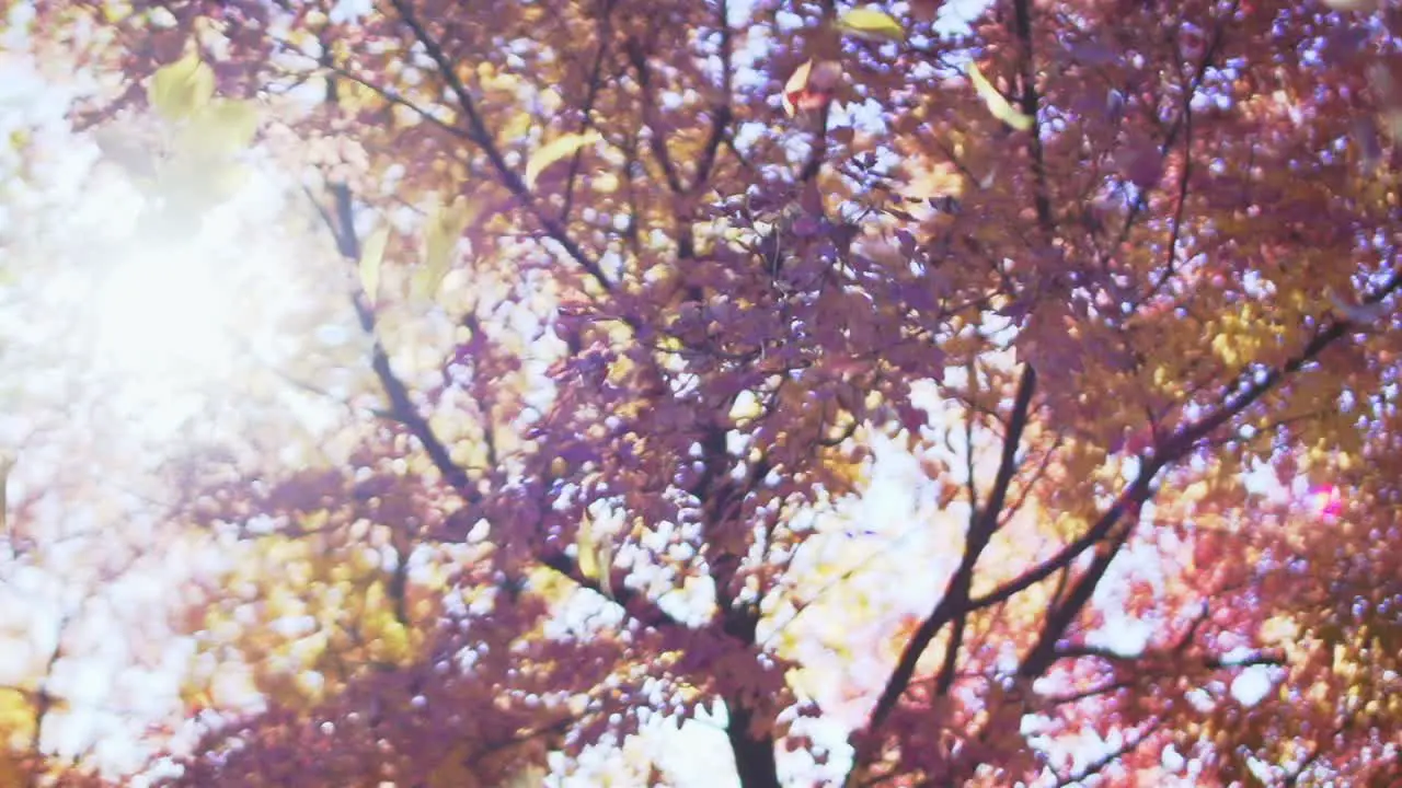 Autumn Leaves in Slow Motion 1