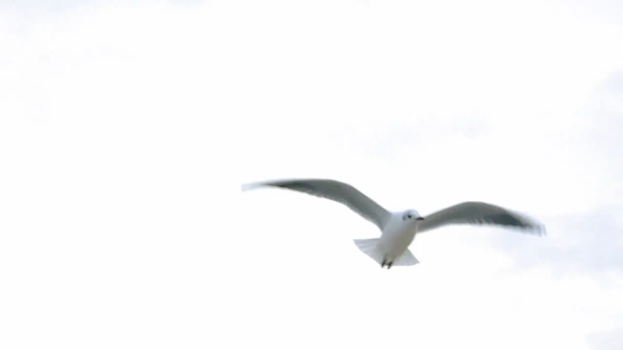 Seagulls And Birds Flying In Group against white sky