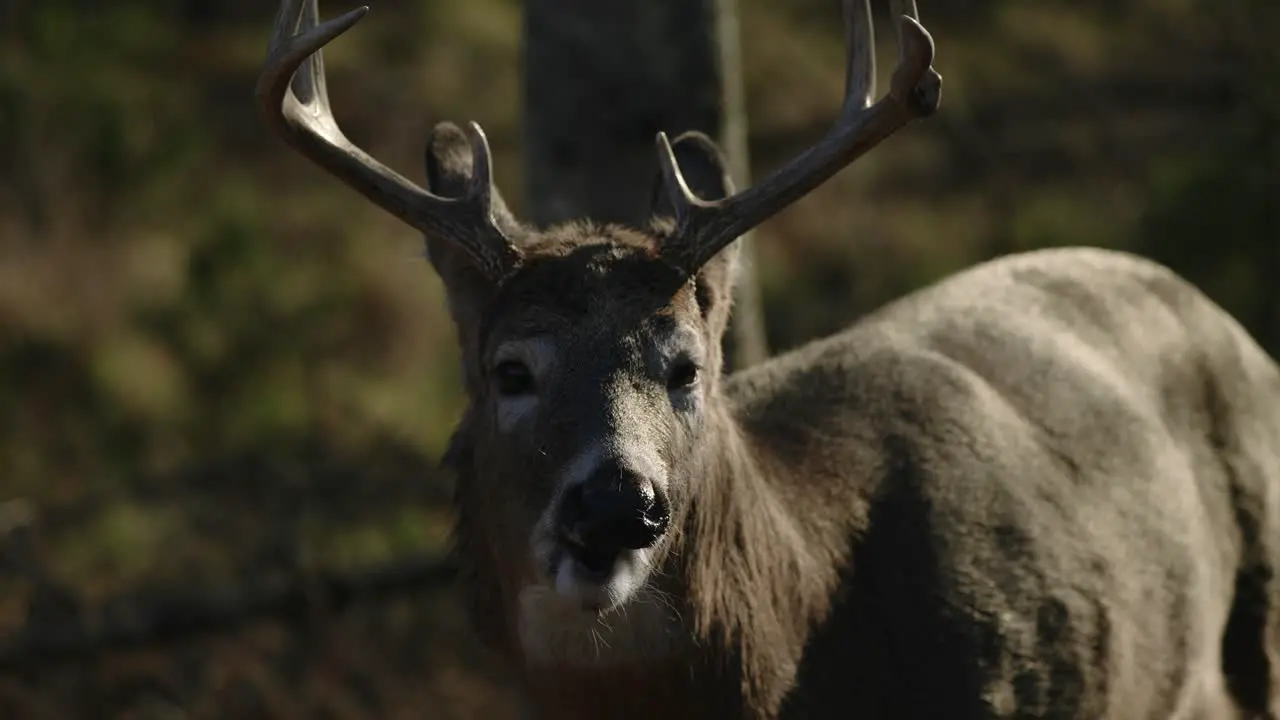 Close Up Majestic Elk amazing Horns Eats and Chews on Food Slow Motion in Forest