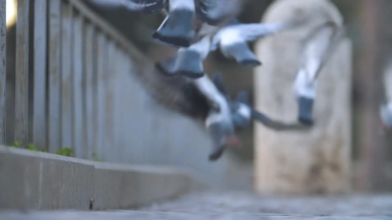 Slow motion footage of a group of pigeons getting scared and flying away