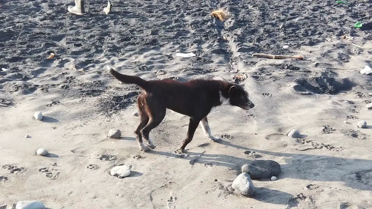 Beach Dog Walks Freely in the Black Sand Beach and Stones of Bali Indonesia Beautiful Wild Animal Environment Covered with Plastic