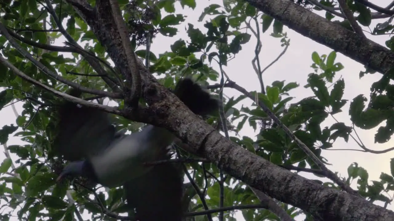 A Kereru taking off in slow motion from a branch