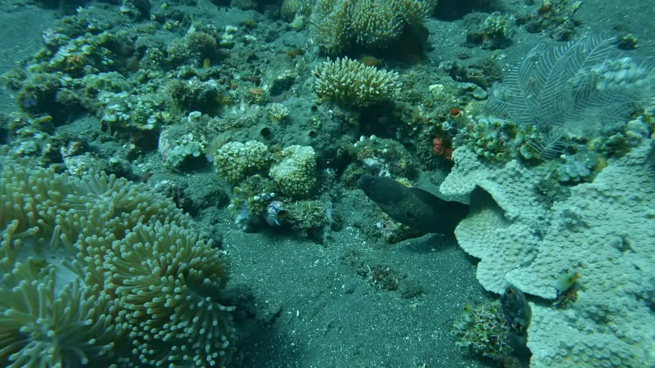 grayface moray eel between coral underwater slow motion