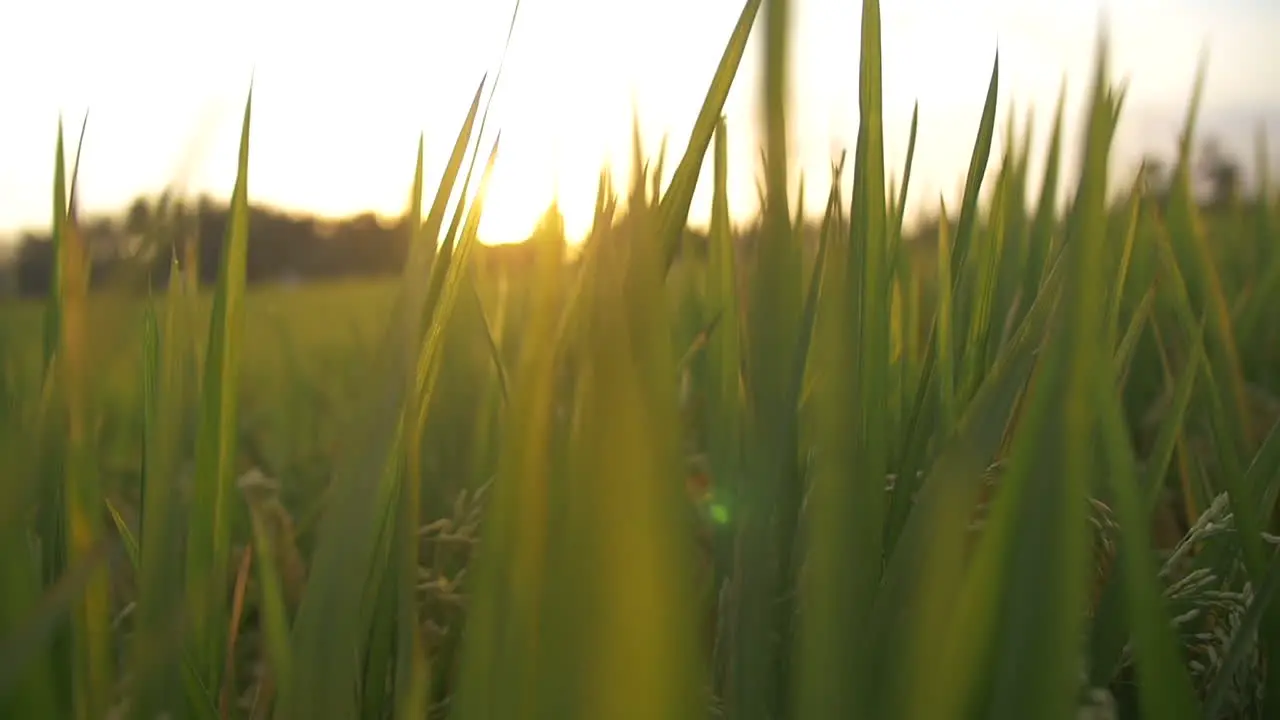 Moving Through Lush Green Grass Blades with Sun Rays in Slow Motion