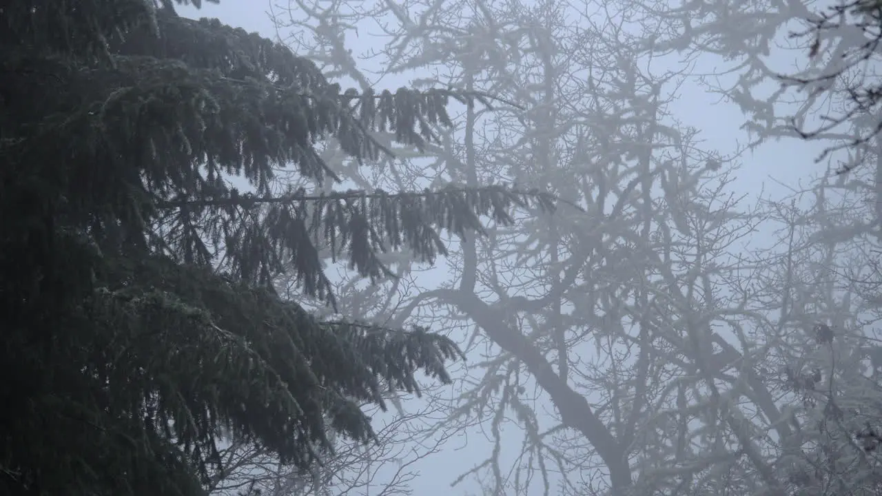 Oregon Nature Evergreen And Bare Branches