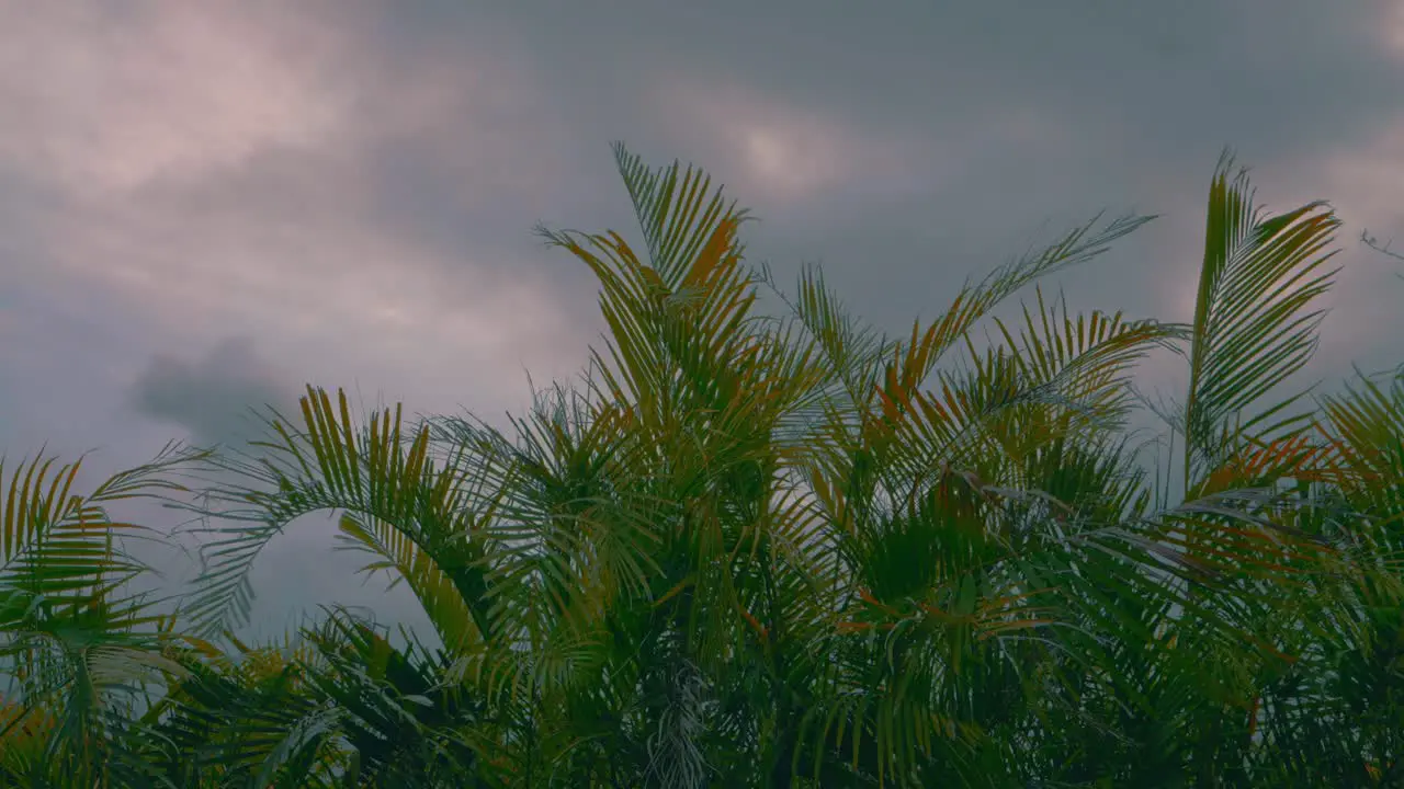 Some palm tree are blowing in the wind while the sky is getting darker with a lot of clouds during the day