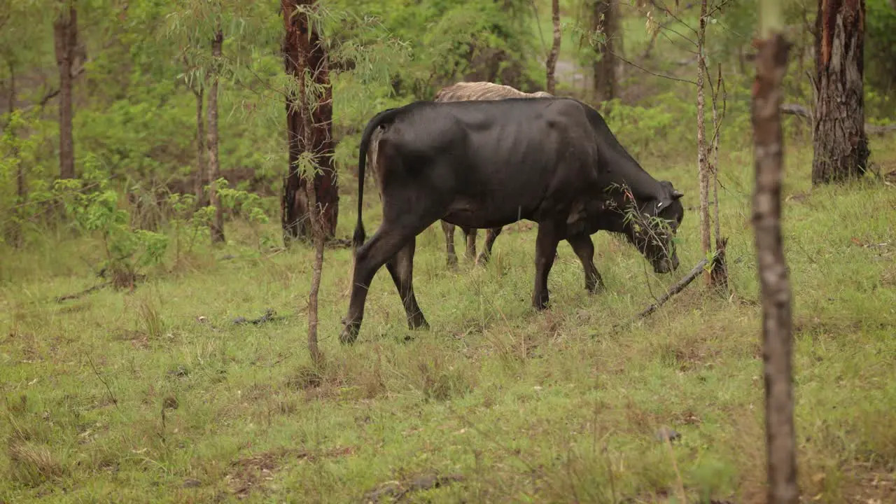 Cattle eating grass in the Australian bush under gentle rain with soft light