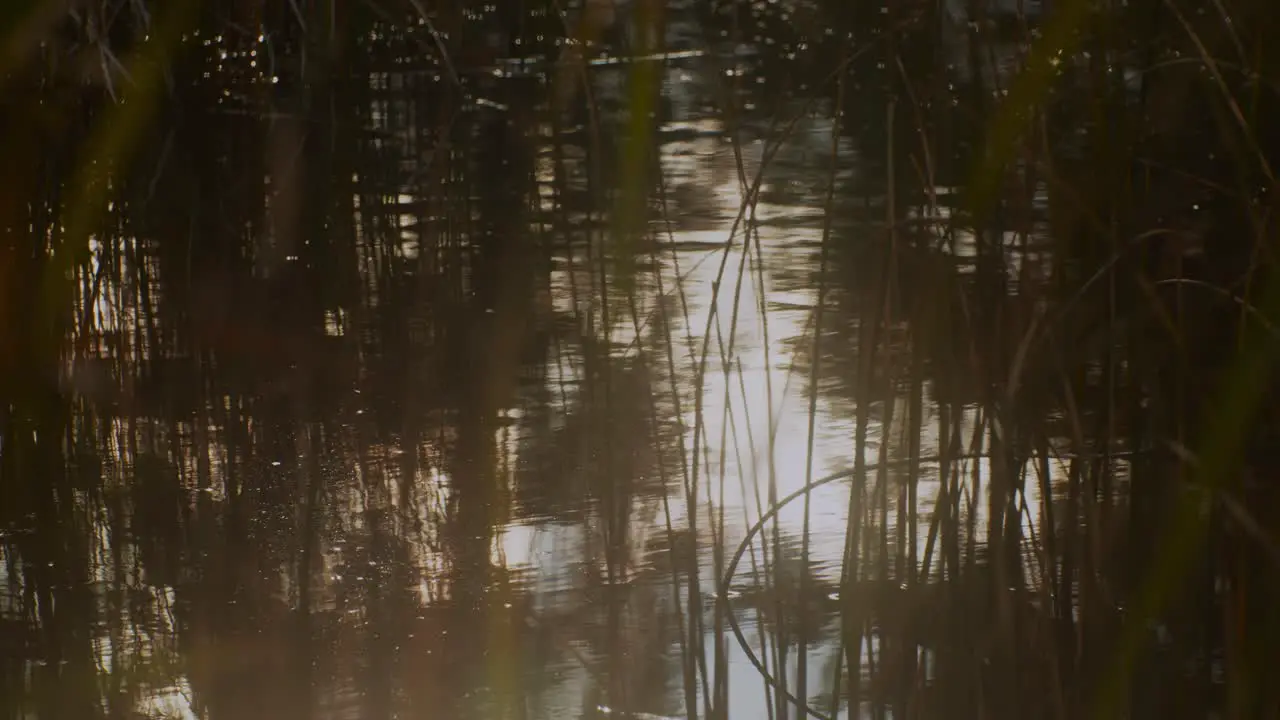 Pond surface trough grass with sunny reflection