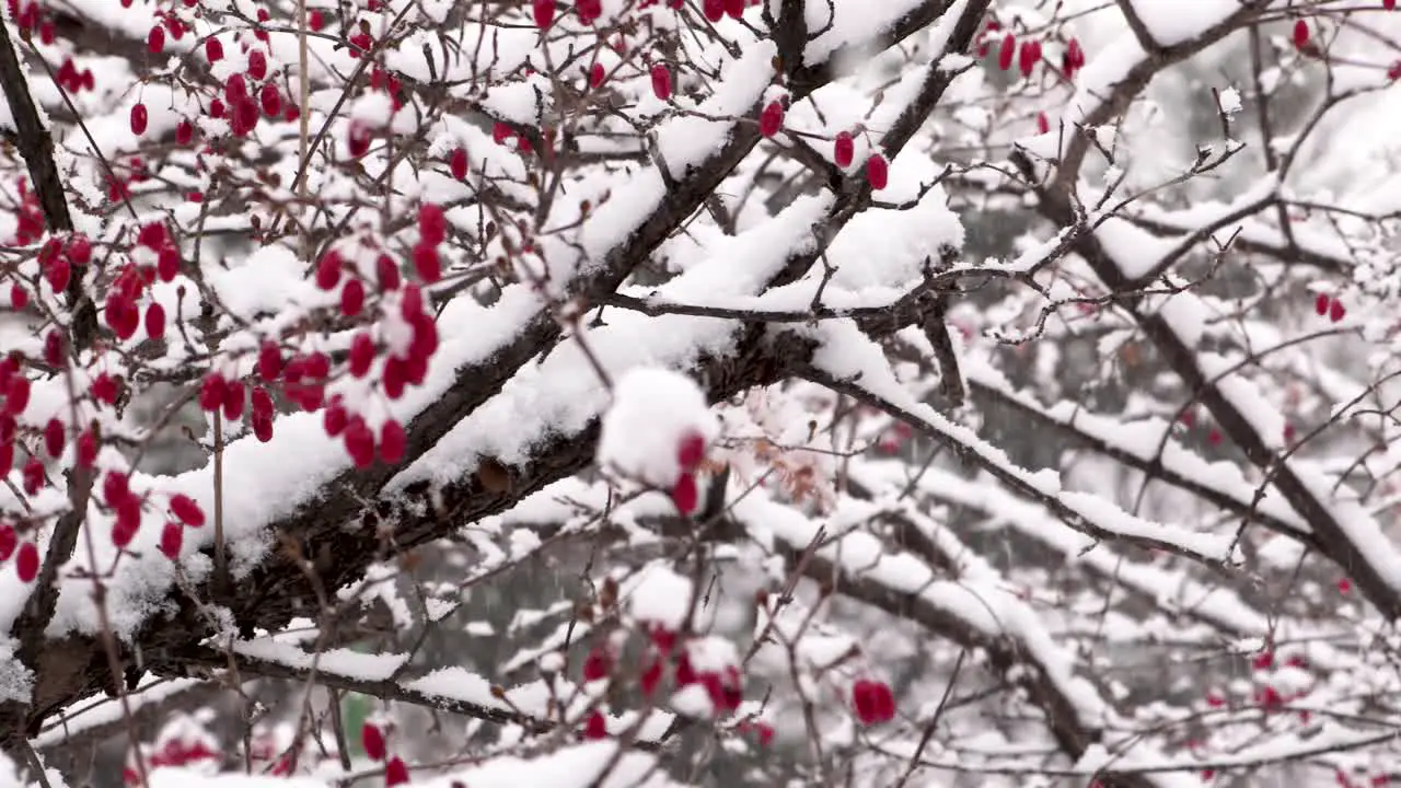 Snow falling on berry tree