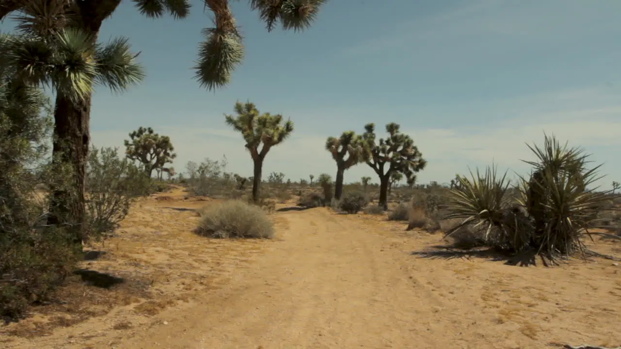 desert landscape walking path tall cacti