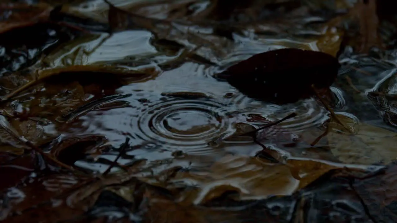 Raindrops falling into water puddle with fallen brown leaves in it