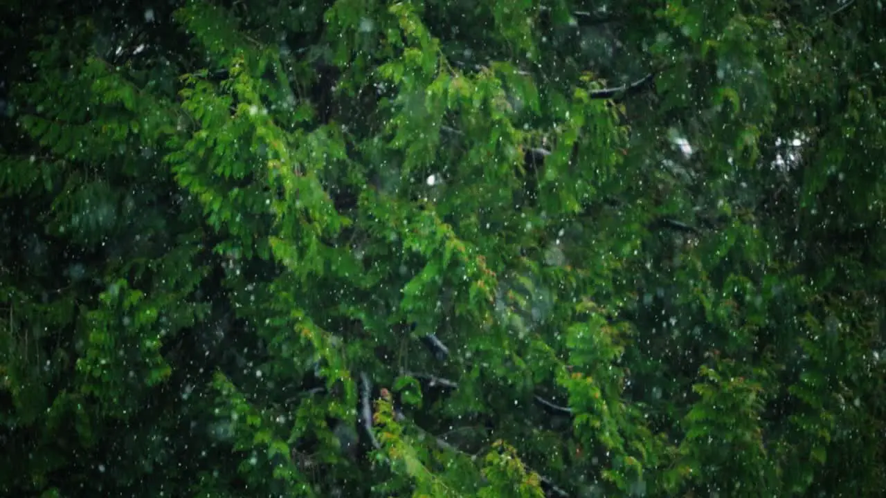 Focus transition from snow falling to trees in the background in slow motion