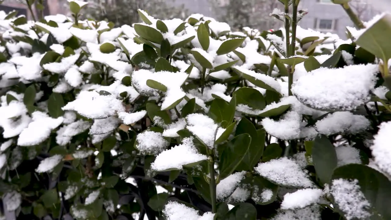 Snow falling on a green bush