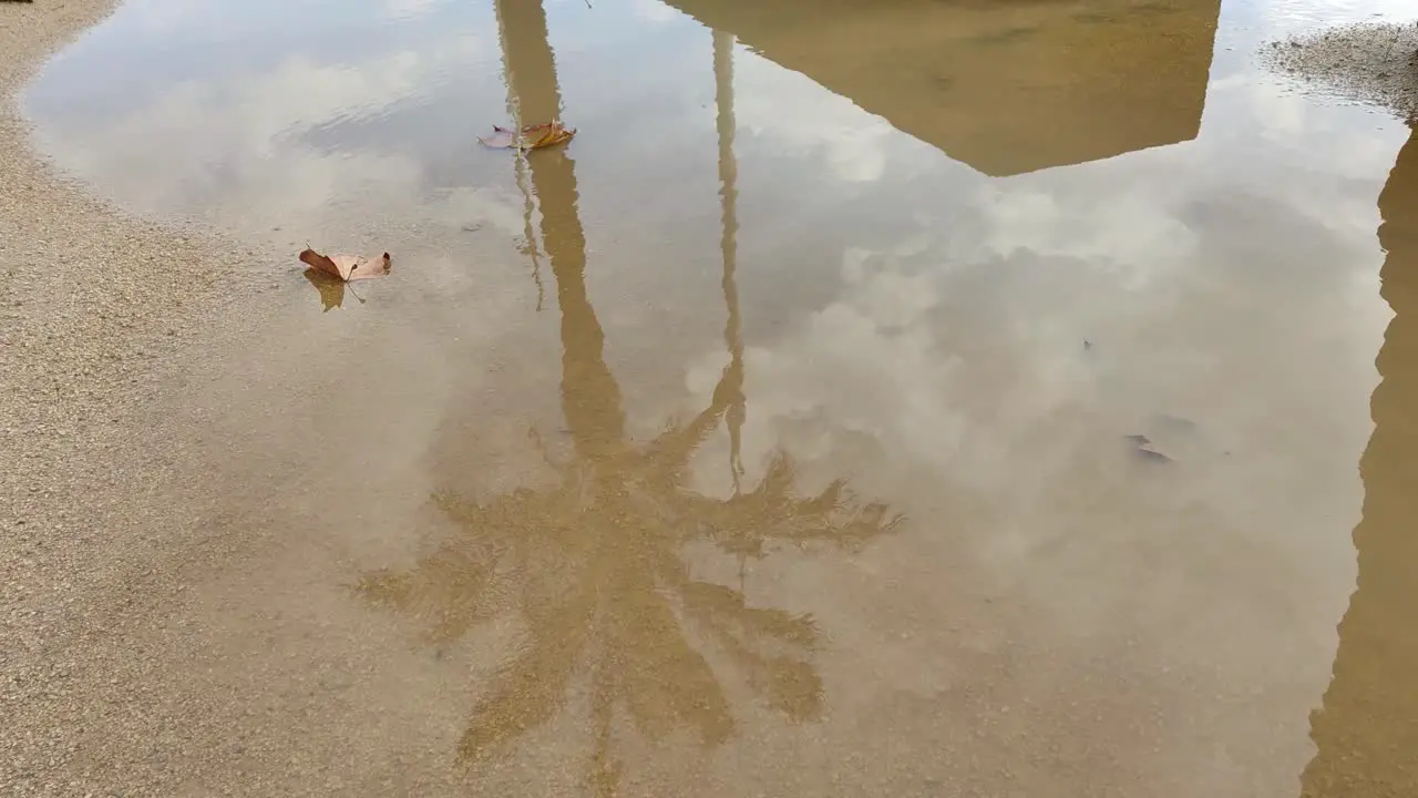 Reflections of the sky and a palm tree in a pond on a rainy day