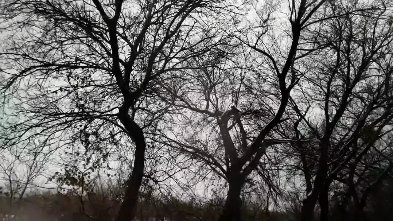 Traveling down a Texas country road in slow motion with big trees in the background while it snows