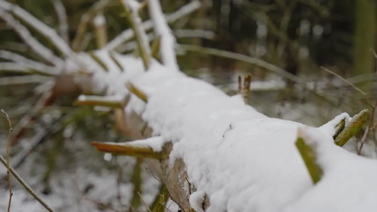 Fallen Tree Covered With Snow At Winter Day In Forest