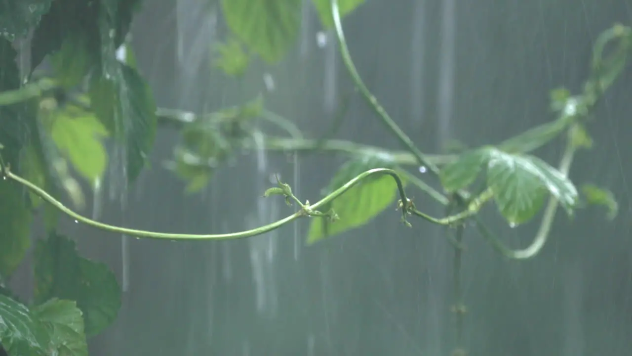 Climber vine or ivy sways in heavy rain and wind