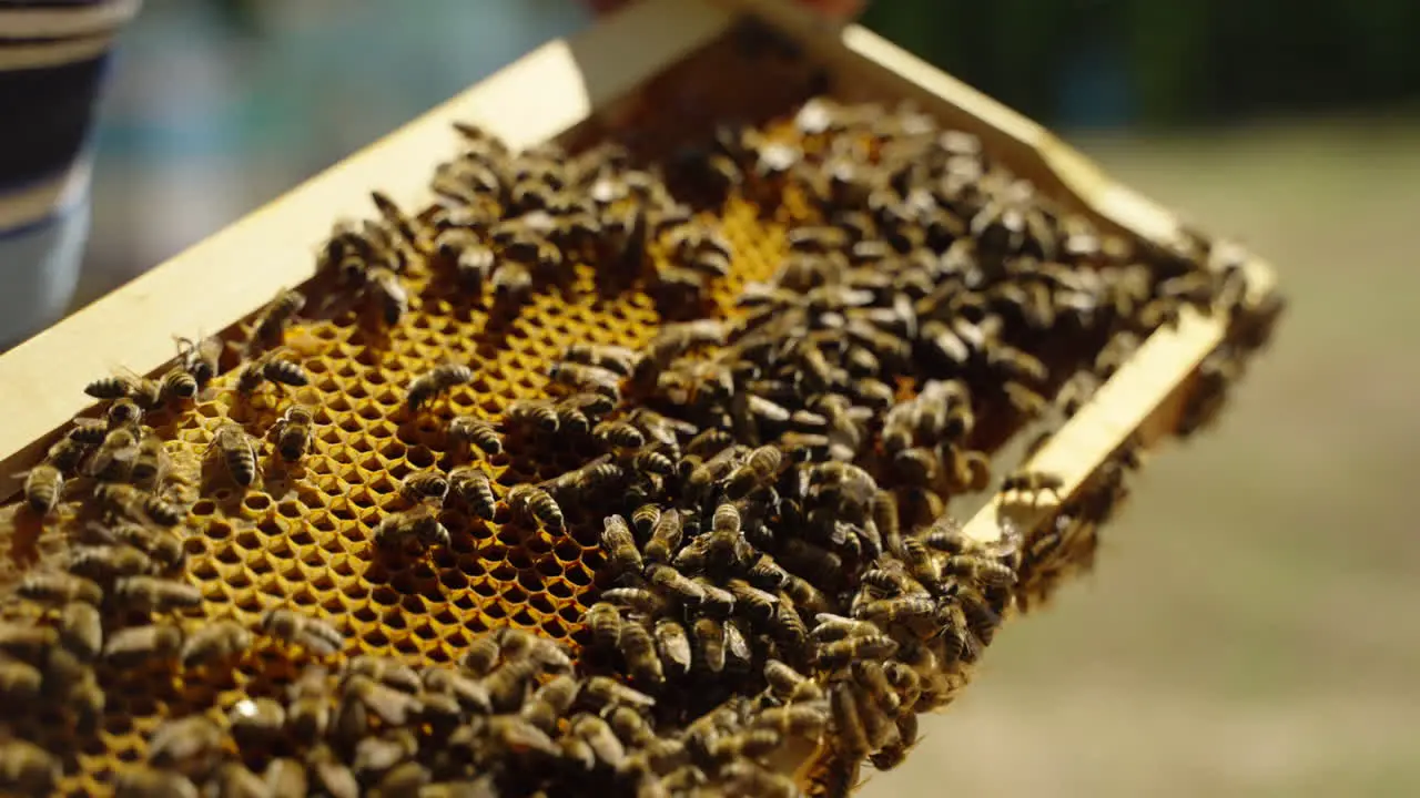 Examining bees for honey and health