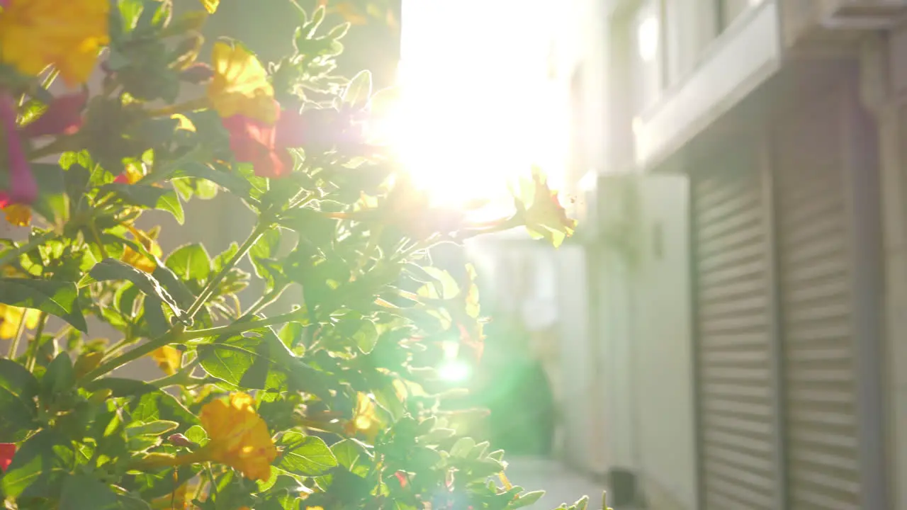 Blooming shrub in the light of bright sun