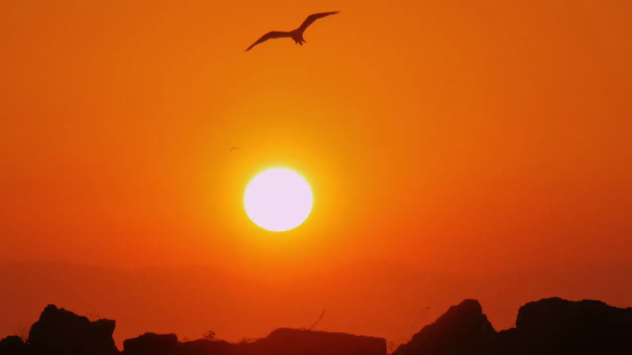 Sea gull flying in orange sunset sky