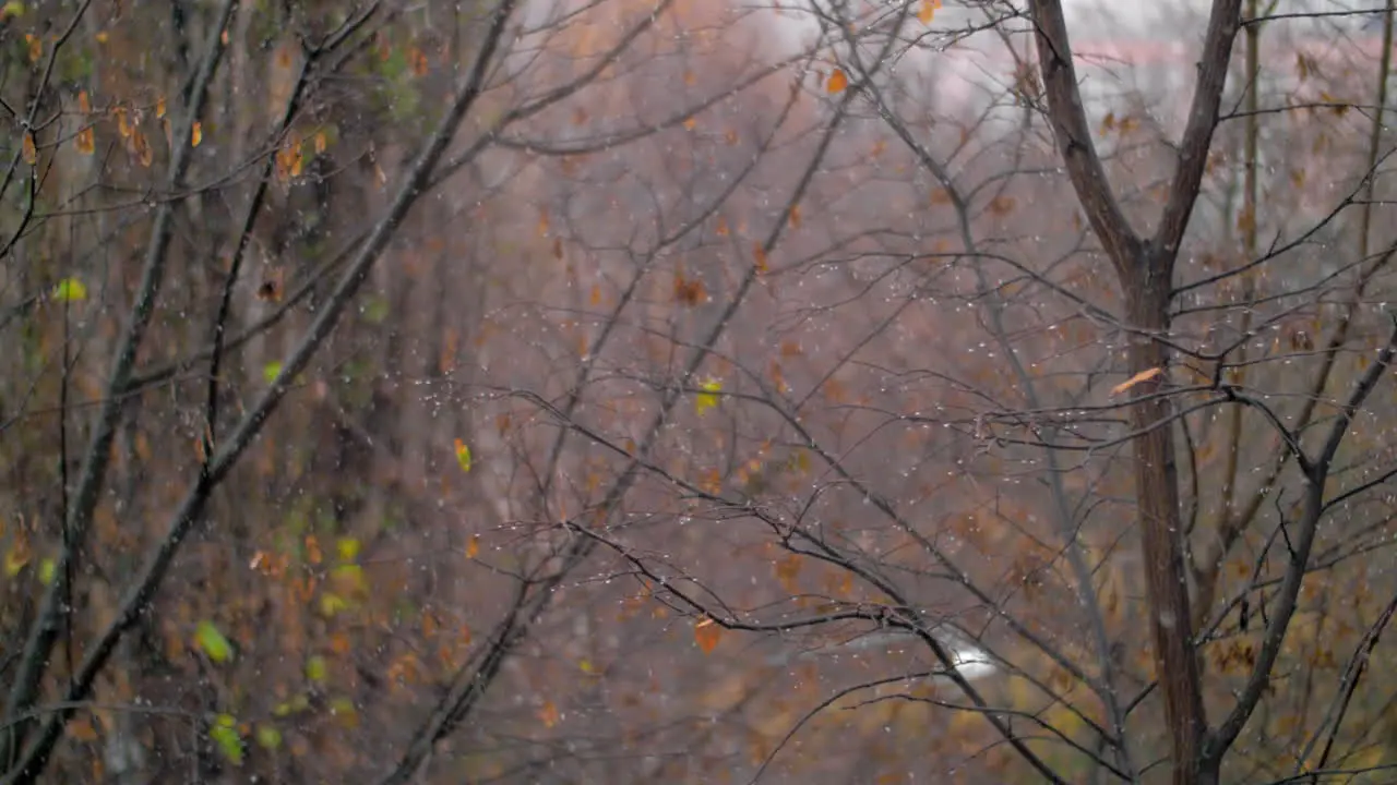 Faded trees and snowfall scene of late autumn