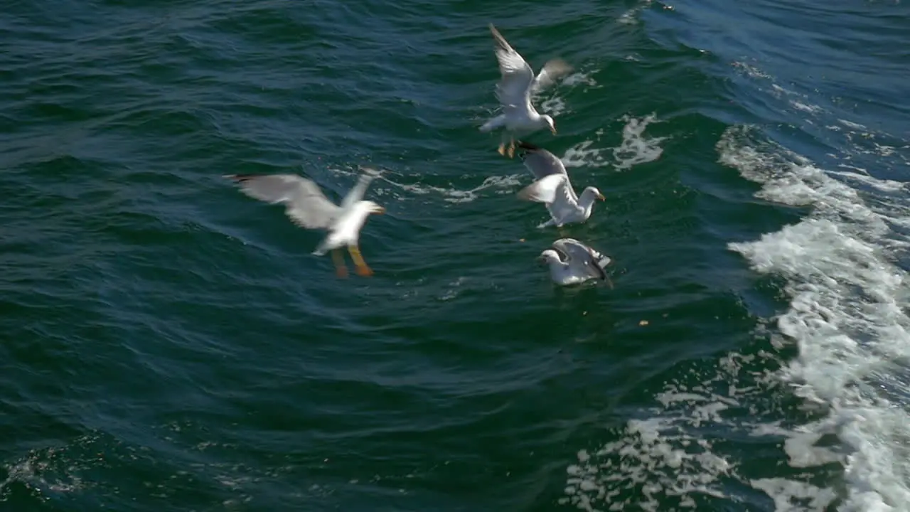 Seagulls searching for food in sea