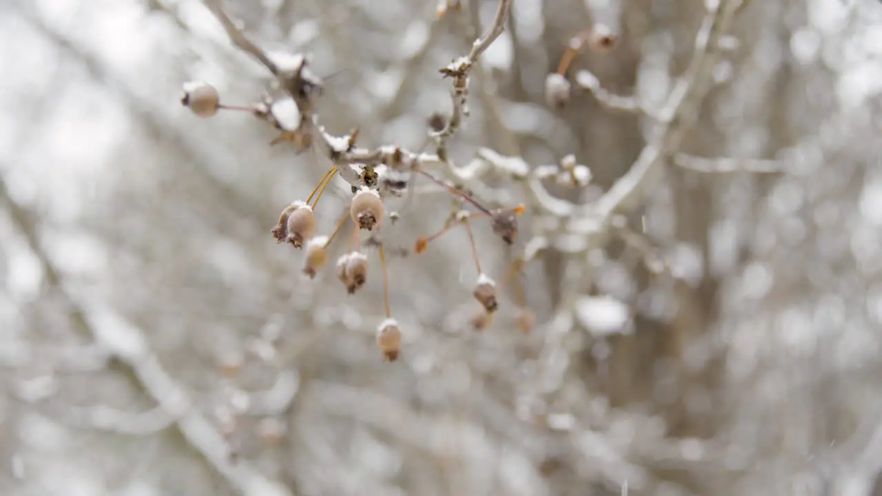 Tree Branch in Snow with Berries Slow Motion 01