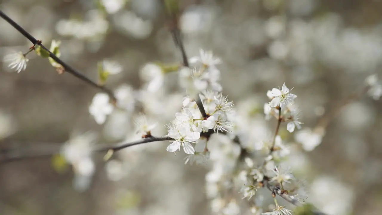 White flowers on tree blooming close up