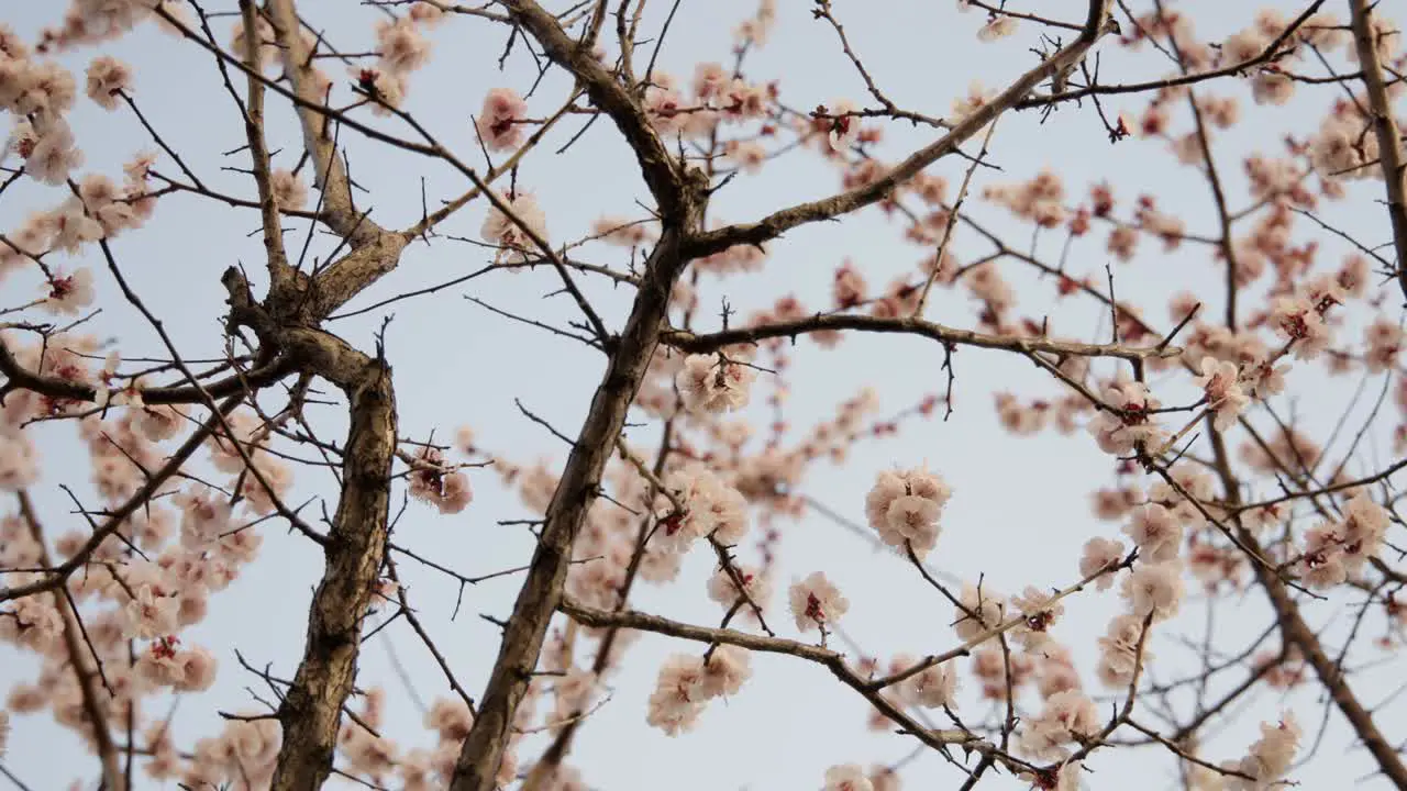 Plum Blossoms in a Tree in the Breeze