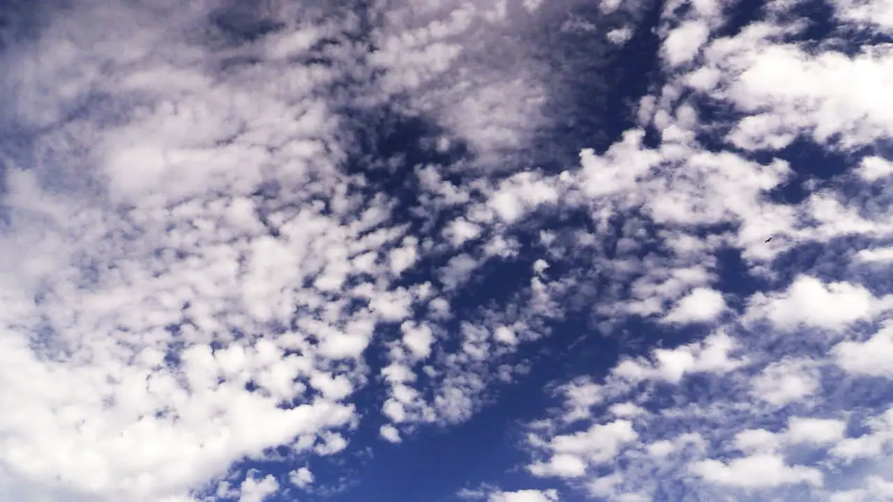 Florida Clouds In Sky With Bird Flying By