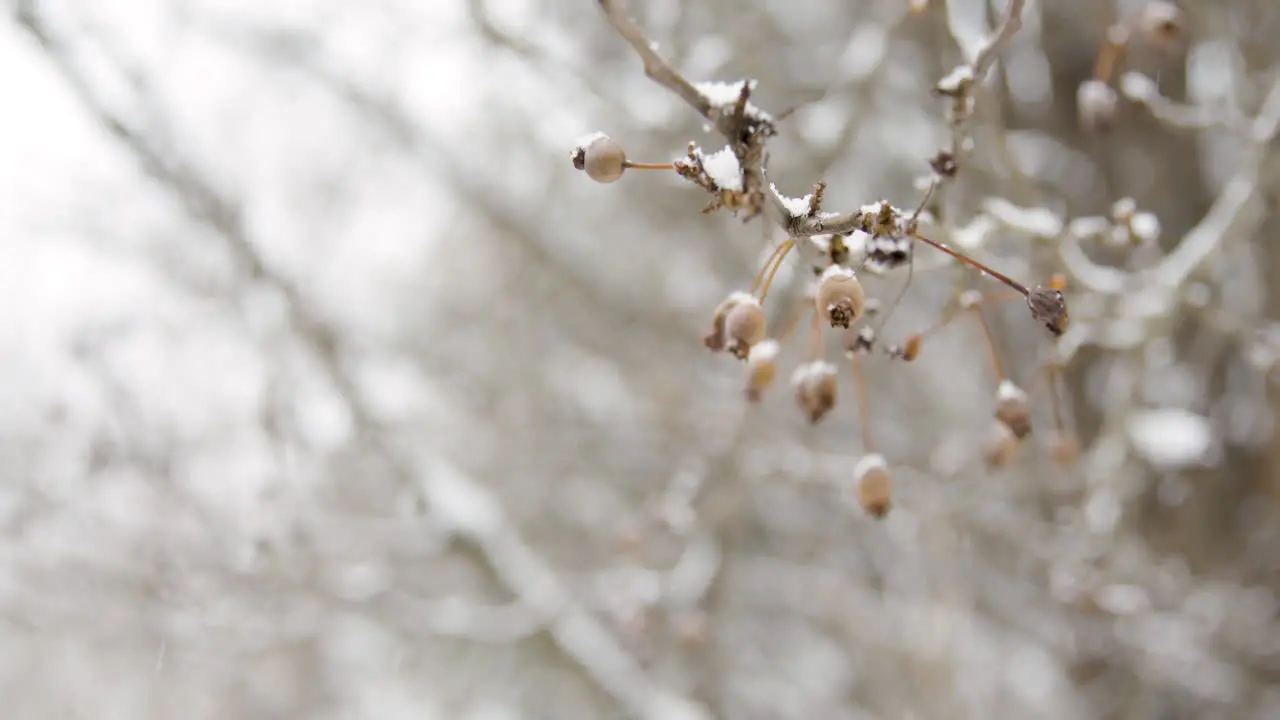 Tree Branch in Snow with Berries Slow Motion 02