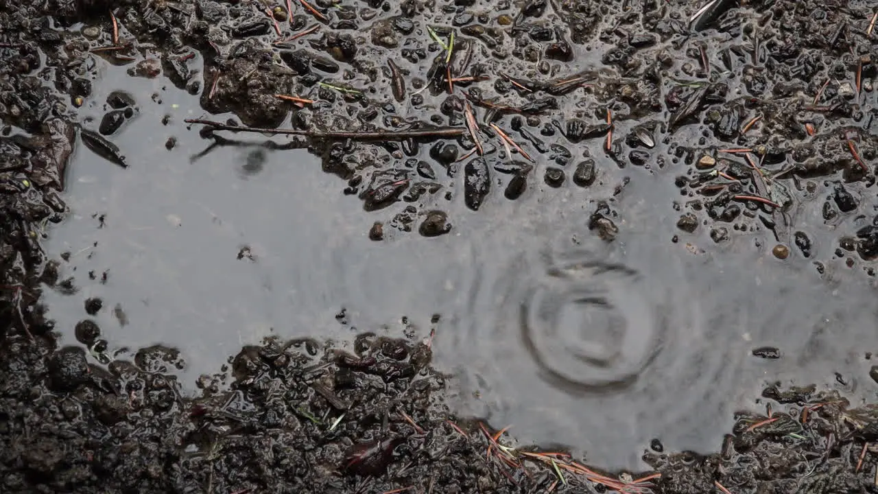 Rain Puddle On Dark Dirt