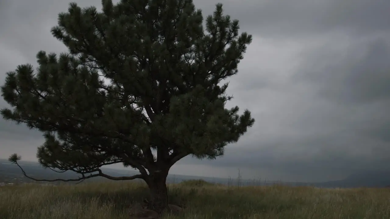 Cloudy mountain hike focusing on singular pine tree in the plains of Colorado