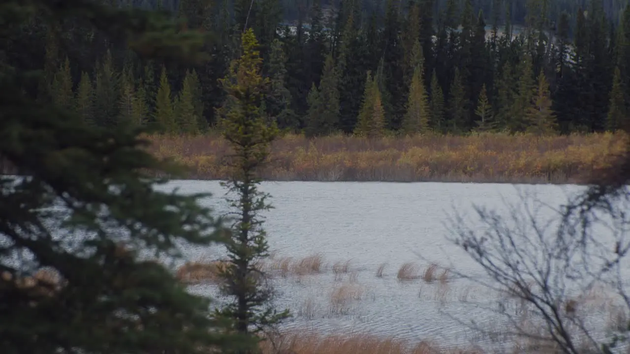 Pond windy from forest with tall grass in autumn