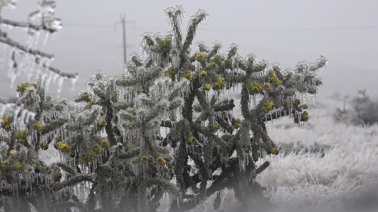 Texas Ice Covered Cactus