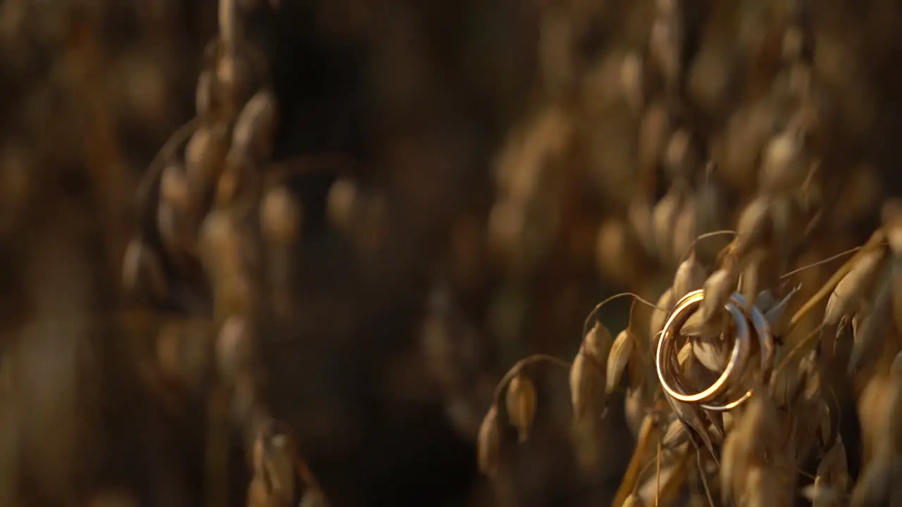 Wedding rings hanging on a grain moved by the wind lighted by the sunset