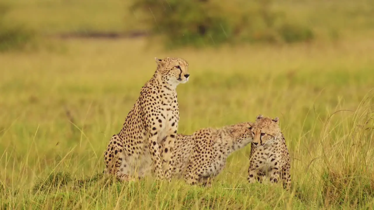 Slow Motion Shot of Young Cheetahs walking side by side in lush grass landscape scenery of Masai Mara North Conservancy African Wildlife in Maasai Mara National Reserve Kenya Africa Safari Animals