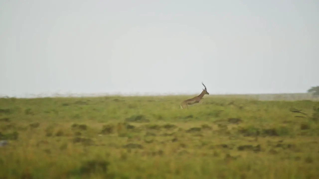 Slow Motion Shot of Antelope running fast away from Cheetah predator chasing prey African Wildlife in Maasai Mara National Reserve Kenya Africa Safari Animals in Masai Mara North Conservancy